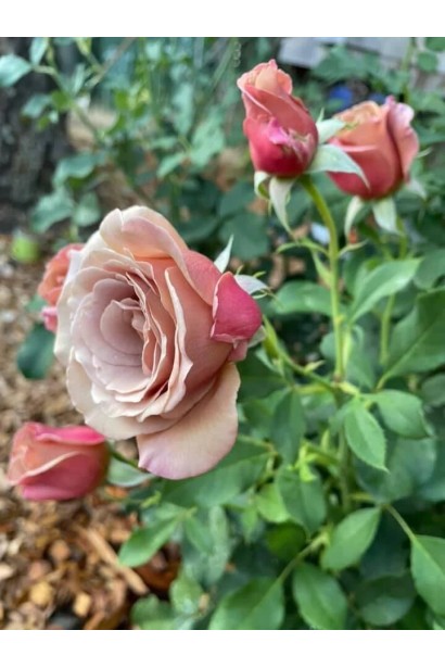 Кавові та рожеві відтінки квітів троянди Стефан Руло 